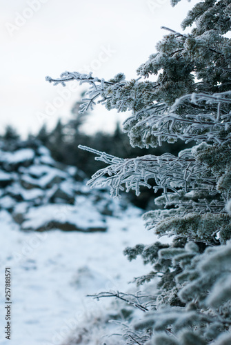 Fotografija Evergreen tree on summit of Mount Hale with cairn in background in the White Mou