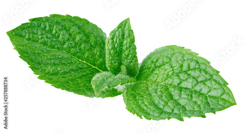 Fresh mint isolated Clipping Path