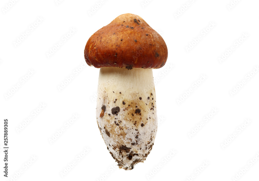 Tricholoma matsutake on white background Tricholoma matsutake on white background