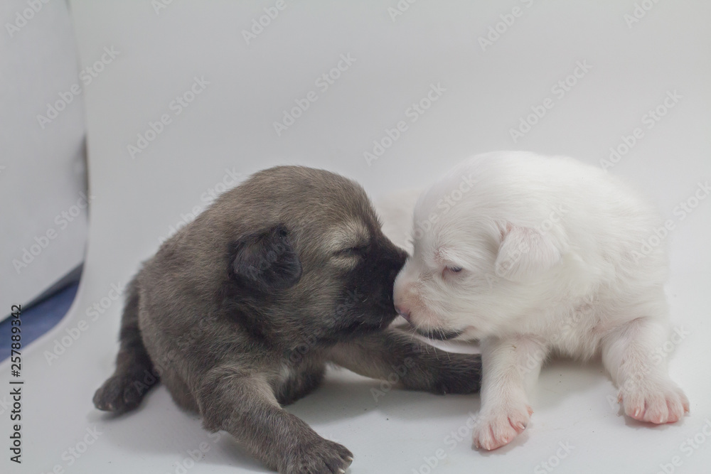 Cute puppies, white background, dog breed Bang Kaew Thai dog.