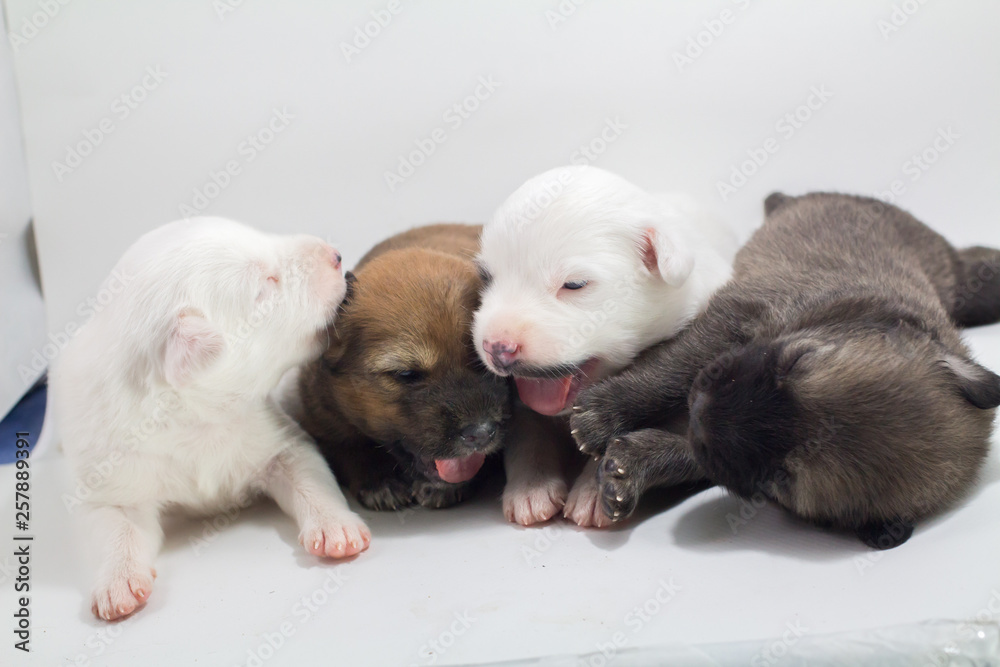 Cute puppies, white background, dog breed Bang Kaew Thai dog. Cute puppies, white background, dog breed Bang Kaew Thai dog.