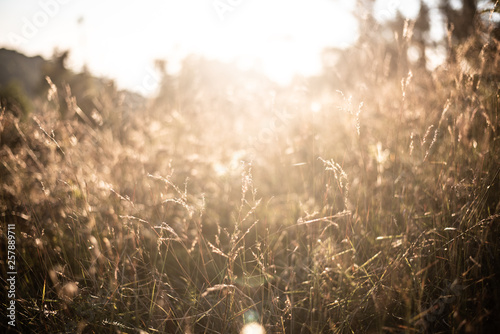 Beautiful sunset and field of grass.