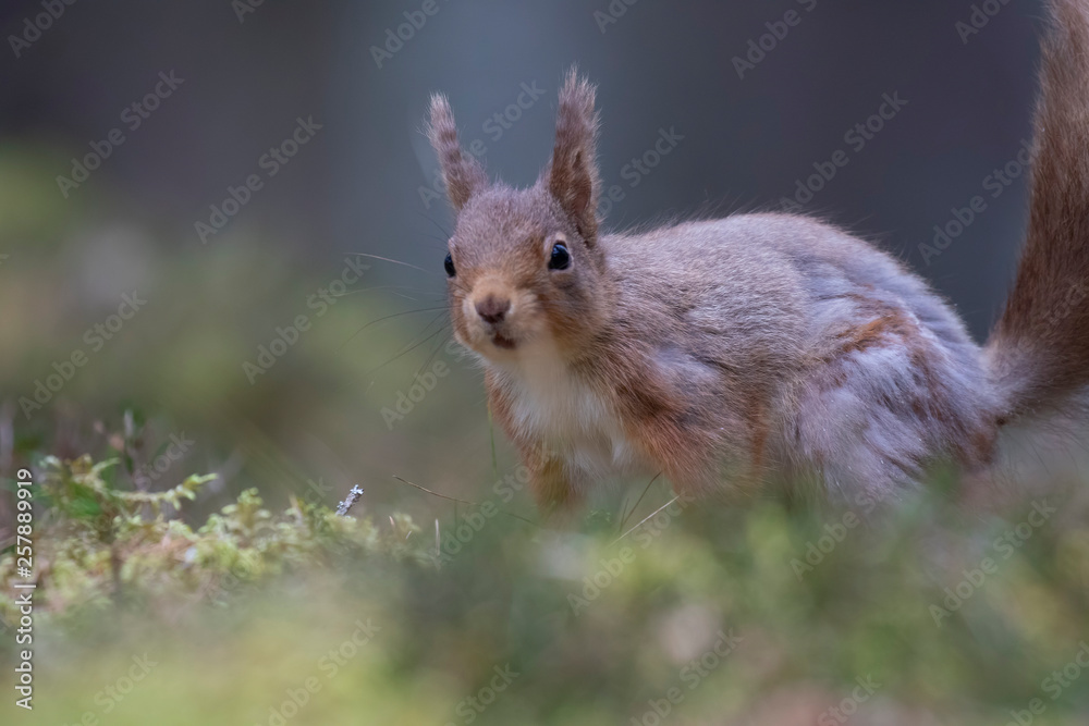 Fototapeta premium red squirrel, Sciurus vulgaris, close up above reflective pool, pond while eating/resting during spring/winter in the cairngorms national park, scotland.