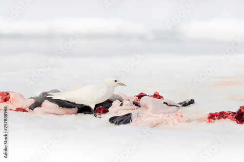 Ivory gull, Pagophila eburnea, on the ice with snow. Seal carcass with white gull, polar bear kill. Bird feeding blood viscera in the nature habitat. Animal behavior in the Arctic. Bird with food.