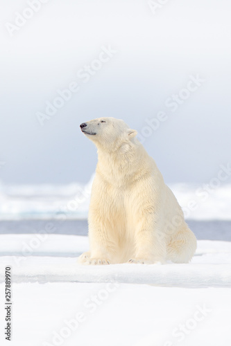 Polar bear on drift ice edge with snow and water in Norway sea. White animal in the nature habitat, Europe. Wildlife scene from nature. Dangerous bear walking on the ice, beautiful evening sky.