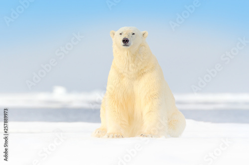Dangerous bear sitting on the ice, beautiful blue sky. Polar bear on drift ice edge with snow and water in Norway sea. White animal in the nature habitat, Europe. Wildlife scene from nature. photo