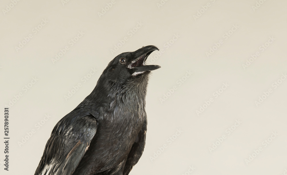 portrait of a screaming black crow portrait of a screaming black crow