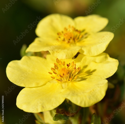 Closeup on the yellow flower of a shrubby cinquefoil