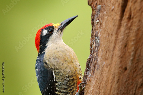 Woodpecker from Costa Rica, Black-cheeked Woodpecker, Melanerpes pucherani, sitting on the tree trunk with nesting hole, bird in the nature habitat, Costa Rica. Birdwatching in South America.