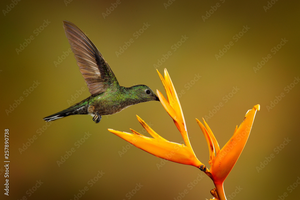 Fototapeta premium Scaly-breasted hummingbird, Phaeochroa cuvierii, with orange crest and collar in the green and violet flower habitat. Bird flying next to pink flower, clear green background, Boca Tapada, Costa Rica.