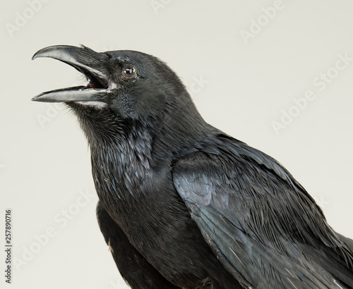 Foto portrait of a screaming black crow