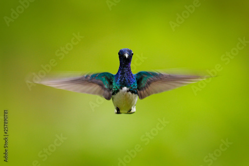 Face portrait of hummingbird. Flying blue and white hummingbird White-necked Jacobin, Florisuga mellivora, from Colombia, clear green background. Bird with open wing.