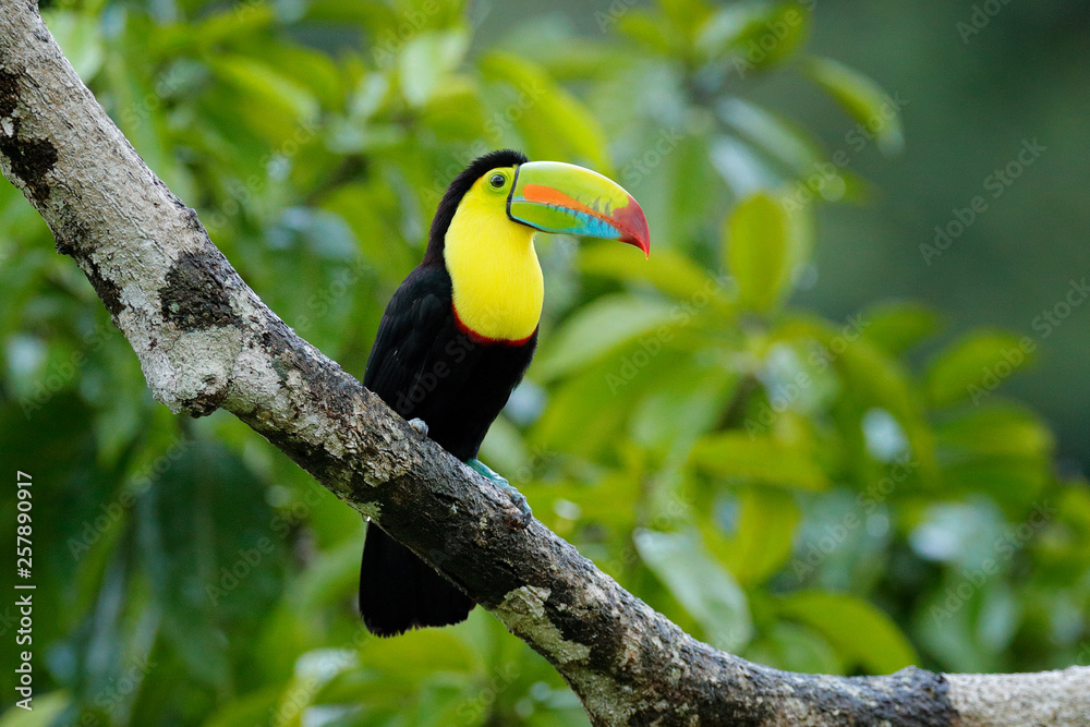 Toucan sitting on the branch in the forest, green vegetation, Costa Rica. Nature travel in central America. Two Keel-billed Toucan, Ramphastos sulfuratus, pair of bird with big bill. Wildlife.