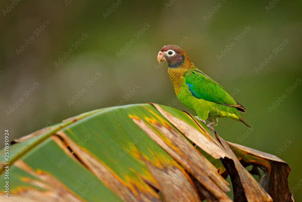 Detail of parrot head. Brown-hooded Parrot, portrait of light green parrot with brown head on palm tree. Detail close-up portrait of bird from Central America. Wildlife scene from tropical nature.