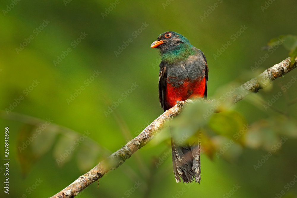 Slaty-tailed trogon, Trogon massena, red and brown bird in the nature habitat, Boca Tapada Costa Rica. Bird in the green tropical forest. Birdwatching in nature. Holiday travel in Central America.
