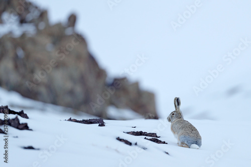 Woolly hare, Lepus oiostolus, in the nature habitat, winter condition with snow. Woolly hare from Hemis NP, Ladakh, India. Animal in the Himalayas mountain, siting on the stone rock. photo