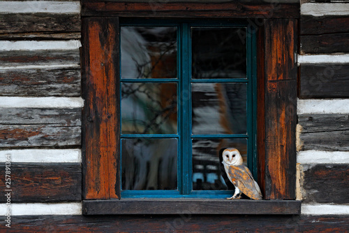 Barn owl in house window in front of country cottage, bird in urban habitat, wheel barrow on the wall, Czech Republic. Wild winter and snow with wild owl. Urban wildlife scene from nature.