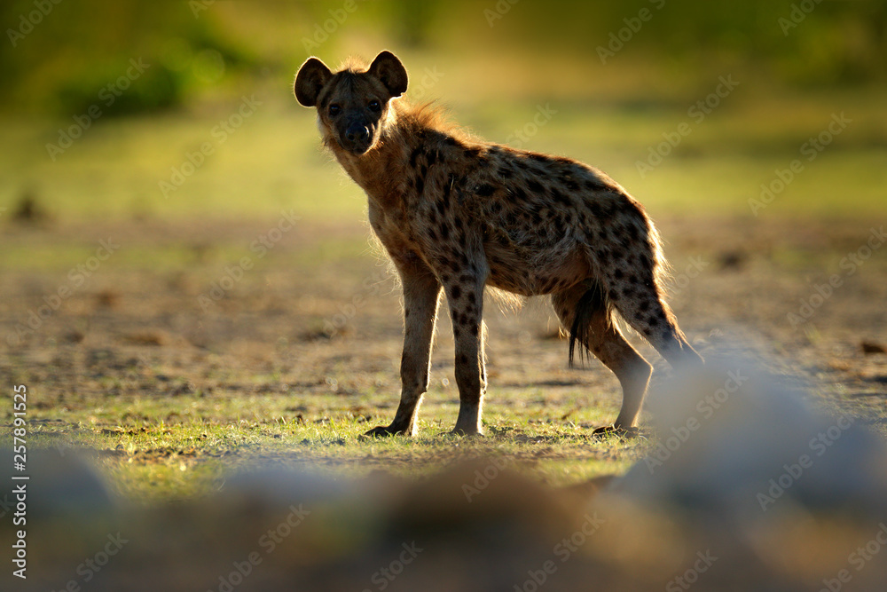 Spotted hyena, Crocuta crocuta, angry animal near the water hole, beautiful evening sunset. Animal behaviour from nature, wildlife in Etosha, Namibia, Africa. Hyena in savannah habitat.