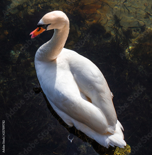White swan  relaxing in the lake