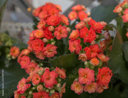 Red bouquet of flowers