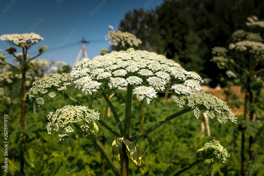 Foto De Giant Hogweed Plant Giant Hogweed Sosnowski, Growing In The ...