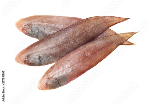 Sole fish on white background
