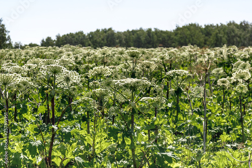 Konstfotografi many of Sosnowski's Hogweed flowers on summer field