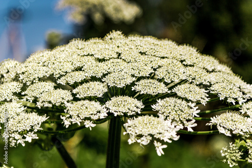 Sosnowski's Hogweed, a weed in the field (Heracleum sphondylium), flowering umbel photo