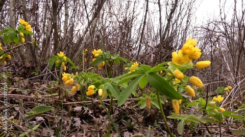 Leontice (Gymnospermium odessanum) is a group of perennial, tuberous herbs in the Berberidaceae. Blooms in early spring. Odessa oblast (Ukraine).  photo