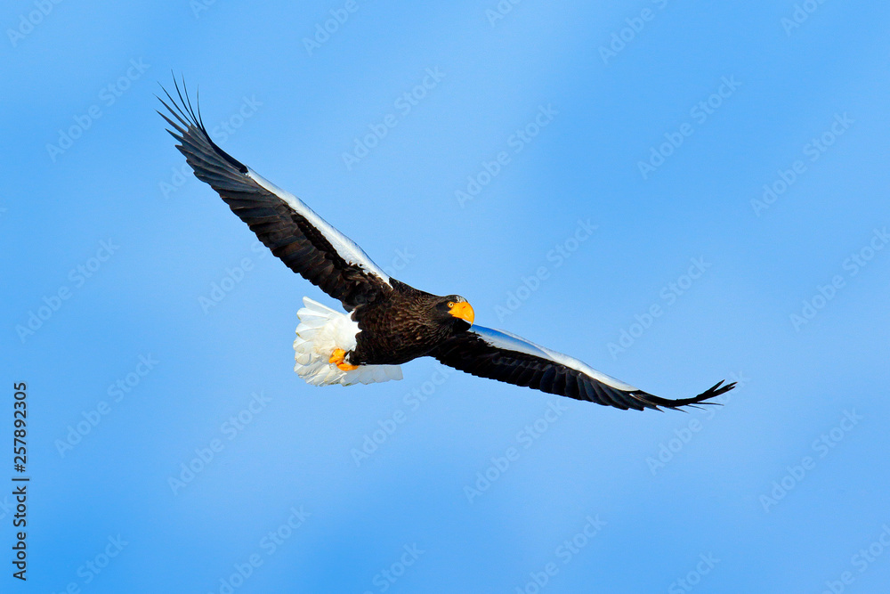 Rare eagle with snowy lake with ice. Steller's sea eagle, Haliaeetus pelagicus, flying bird of prey, with forest in background, Hokkaido, Japan. Bird in fly in winter. Rare eagle with snowy lake with ice. Steller's sea eagle, Haliaeetus pelagicus, flying bird of prey, with forest in background, Hokkaido, Japan. Bird in fly in winter.