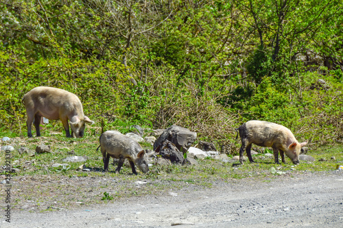 dirty pigs walk around the village agriculture nature animals