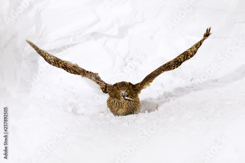 Blakiston's fish owl, Bubo blakistoni, largest living species of fish eagle owl. Bird hunting in cold water. Wildlife scene from winter Hokkaido, Japan. River bird with open wings in snow. photo