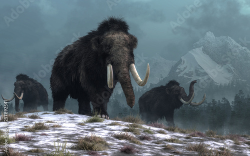 A trio of woolly mammoths trudges over snow covered hills.  Behind them, mountains with snow covered peaks rise above dark green forests of fir trees. 3D Rendering photo