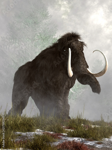 Fotografía On a misty morning, a grey woolly mammoth trudges through the snow and grass
