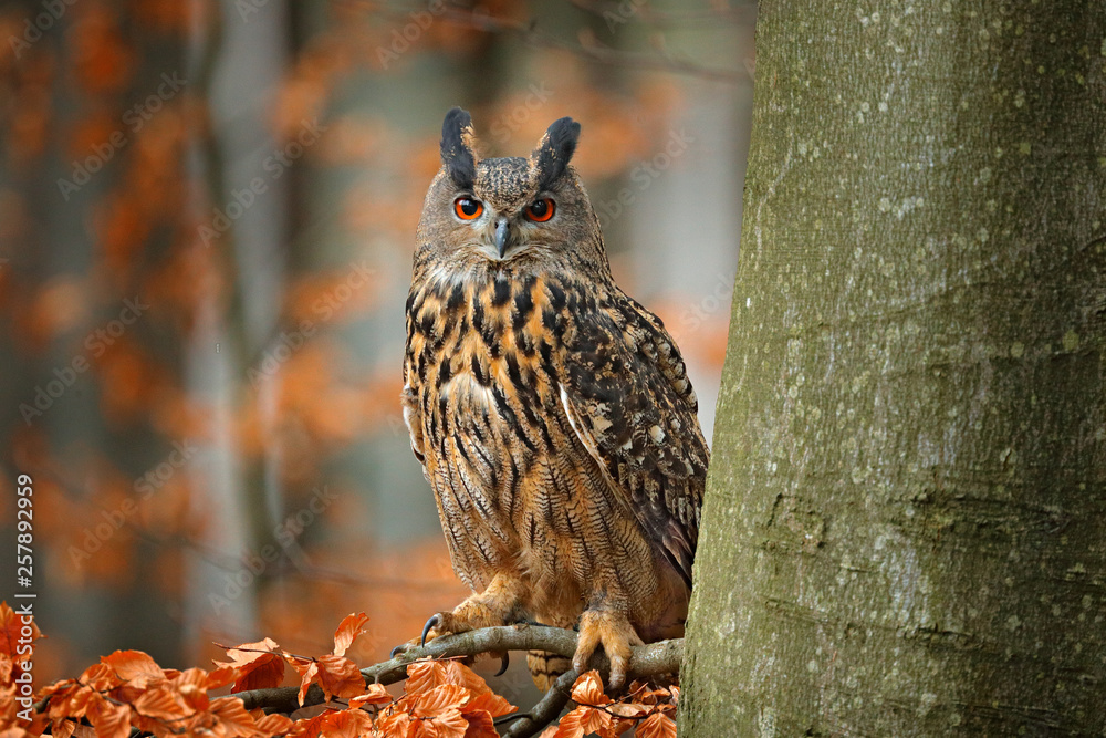 Eurasian Eagle Owl, Bubo Bubo, sitting on the tree branch, wildlife photo in the forest with orange autumn colours, Slovakia. Bird in the forest. - obrazy, fototapety, plakaty 