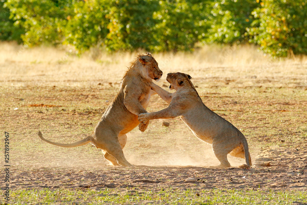 lions-fight-in-the-sand-lion-with-open-muzzle-pair-of-african-lions