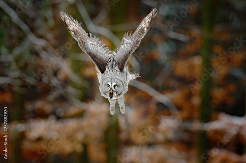 Bird in flight. Great Grey Owl, Strix nebulosa, flying in the forest, blurred autumn trees with first snow in background. Wildlife animal scene from nature.