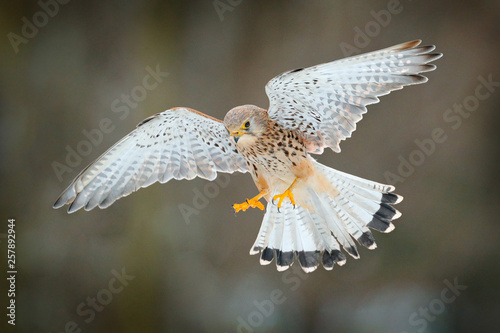 Foto Common Kestrel, Falco tinnunculus, little flying bird of prey, Germany