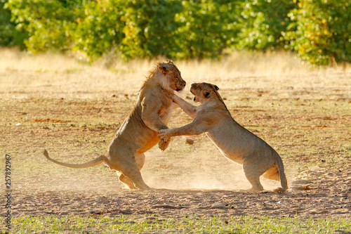 Lions fight in the sand. Lion with open muzzle. Pair of African lions, Panthera leo, detail of big animals, Etosha NP, Namibia in Africa. Cats in nature habitat. Animal behaviour in Namibia.