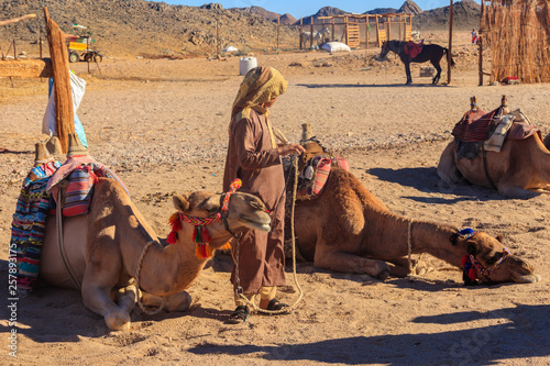 Egyptian boy near camels in bedouin village, Egypt photo