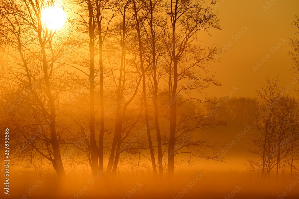 Bäume im Morgennebel