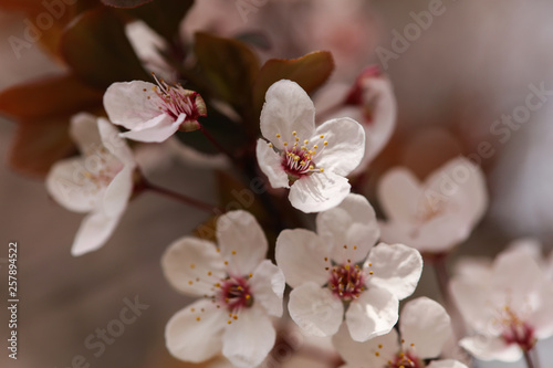 Cherry Tree Flowers Blossom close up. Beautiful springtime background