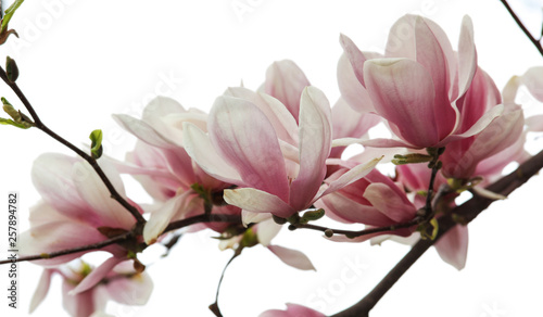 Magnolia Tree Flowers Blossom isolated. Beautiful springtime background