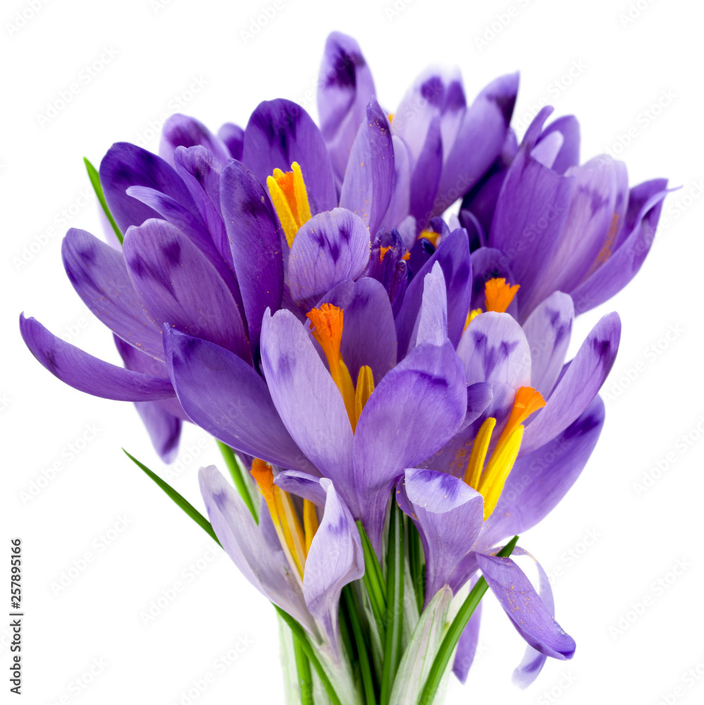 Bouquet Of Spring Crocuses On A White Background Bouquet Of Spring Crocuses On A White Background