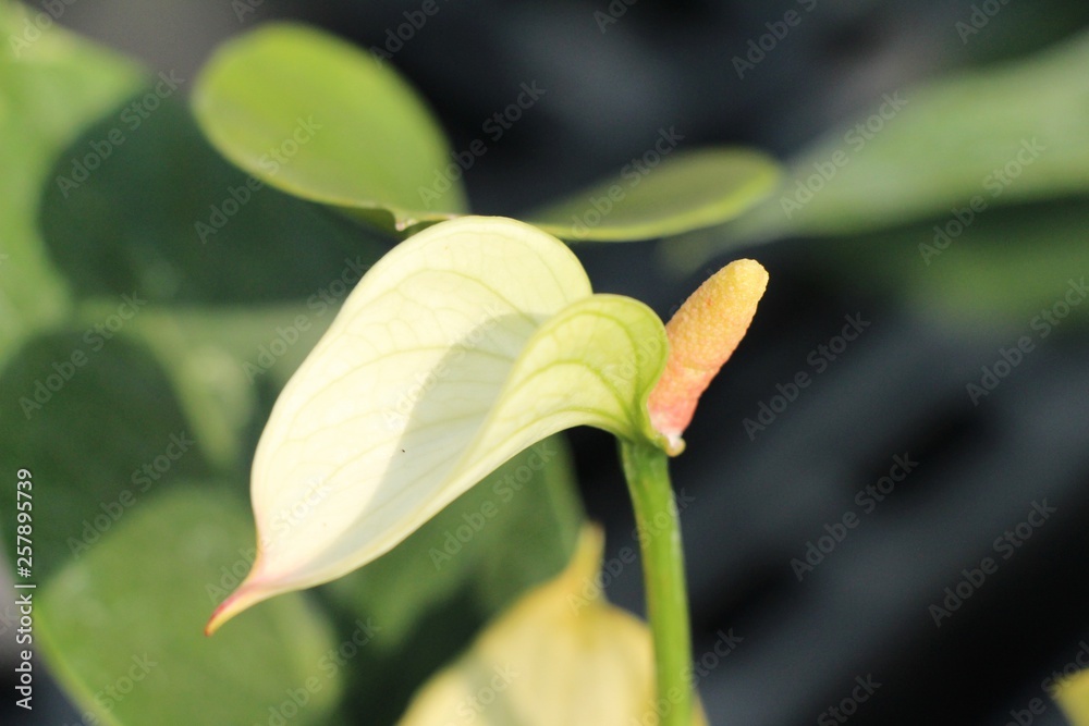 Obraz premium Flamingo flower is beautiful in the garden