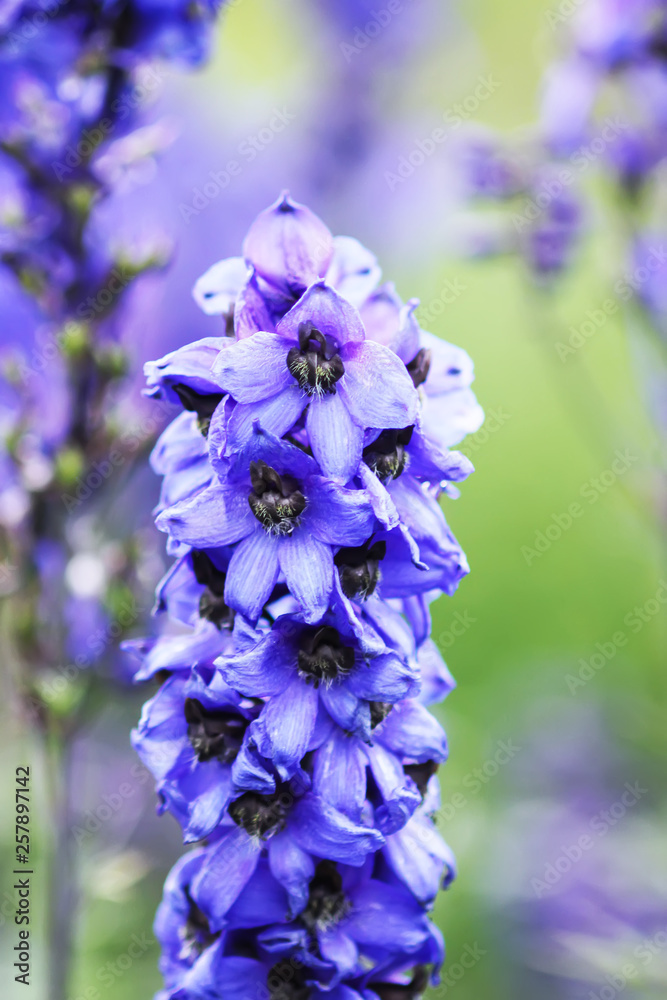 Blue delphinium beautiful flowers in summer garden. Blue delphinium beautiful flowers in summer garden.