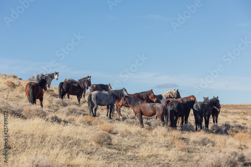 Wild Horses in the Utah Desert in Winter © natureguy