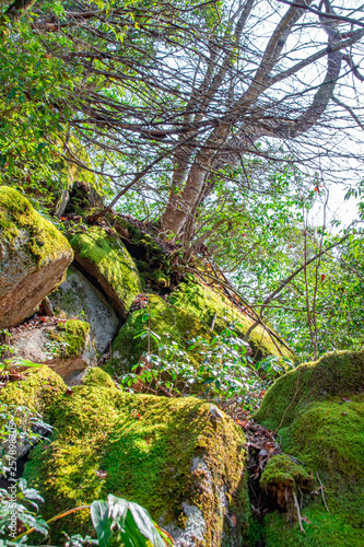                                    The rock covered with the moss and trees in the forest at Oni-no-Shitaburui Gorge in Okuizumo Town  Shimane pref. Japan