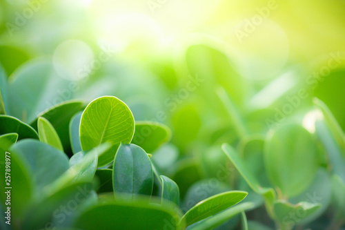 Green nature background. Closeup natural view of green leaf with beauty bokeh background for nature and freshness 