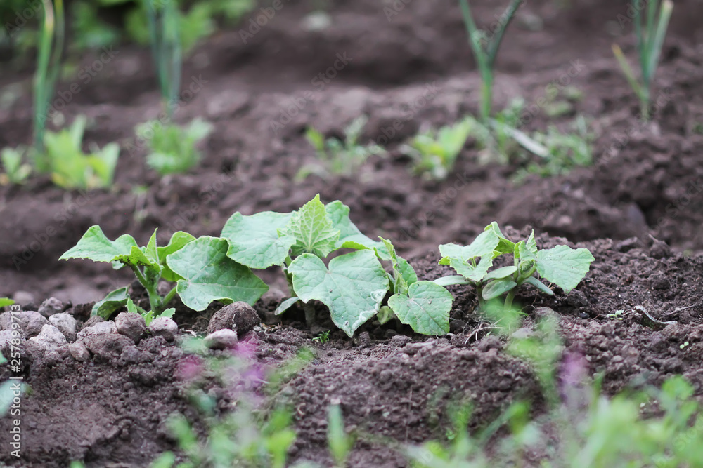 Weeding in kitchen garden. Young vegetables Weeding in kitchen garden. Young vegetables